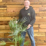 Chamaerops European Fan Palm Tree 3.5-4ft Plant In A 10 Litre Pot