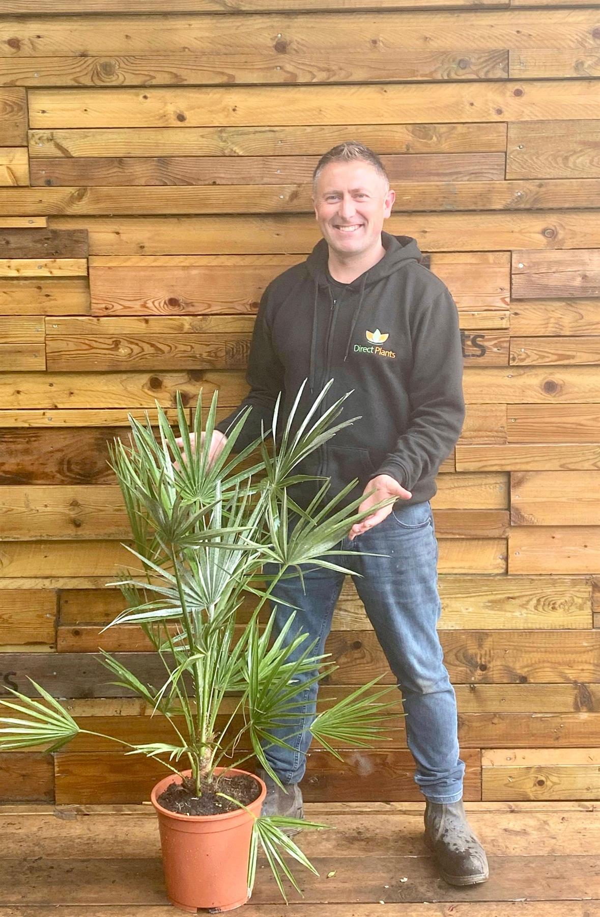 Chamaerops European Fan Palm Tree 3.5-4ft Plant In A 10 Litre Pot