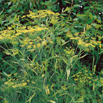 Fennel (foeniculum Vulgare) Plants | 3 x 9cm | Lime Green