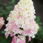Hydrangea Paniculata Fraise Melba - 9cm pots | 1 x 9cm | Pink & White