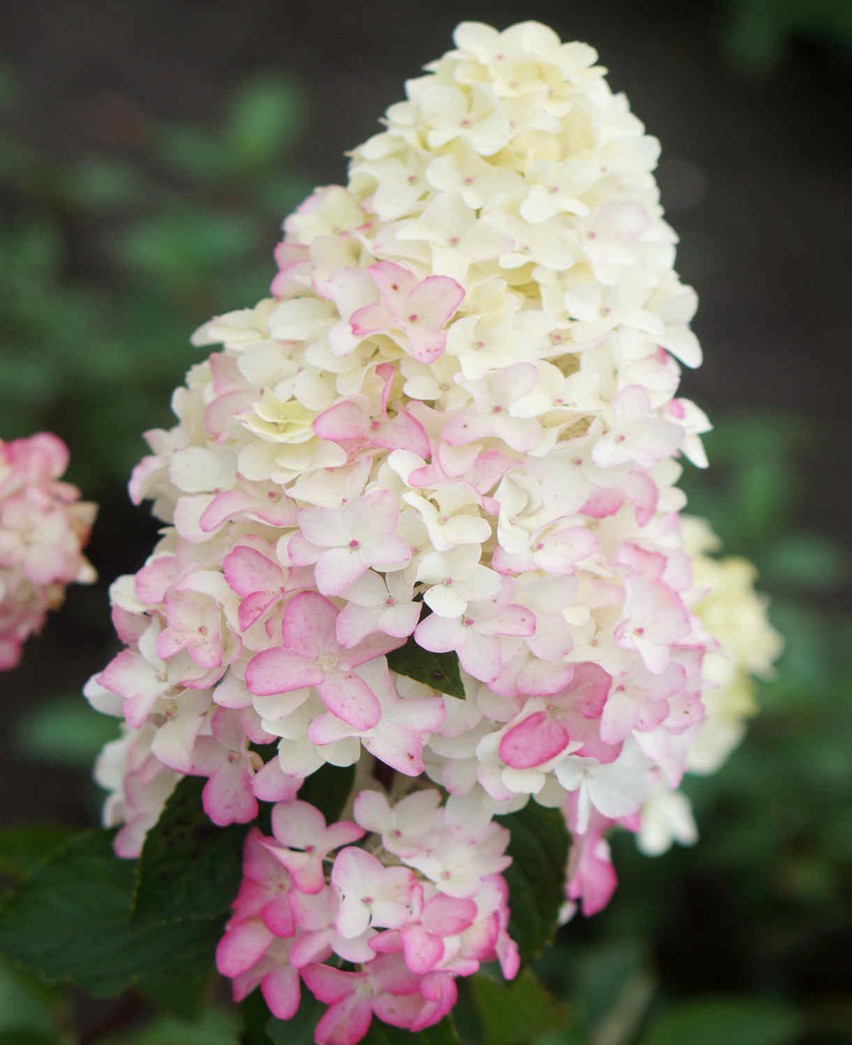 Hydrangea Paniculata Fraise Melba - 9cm pots | 1 x 9cm | Pink & White