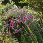 Dierama Blackbird - Angels Fishing Rod Plants, Rare Black Variety - 3 x 7cm Pots