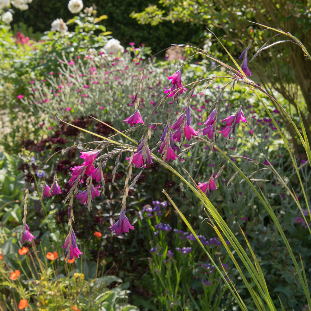 Dierama Blackbird - Angels Fishing Rod Plants, Rare Black Variety - 3 x 7cm Pots