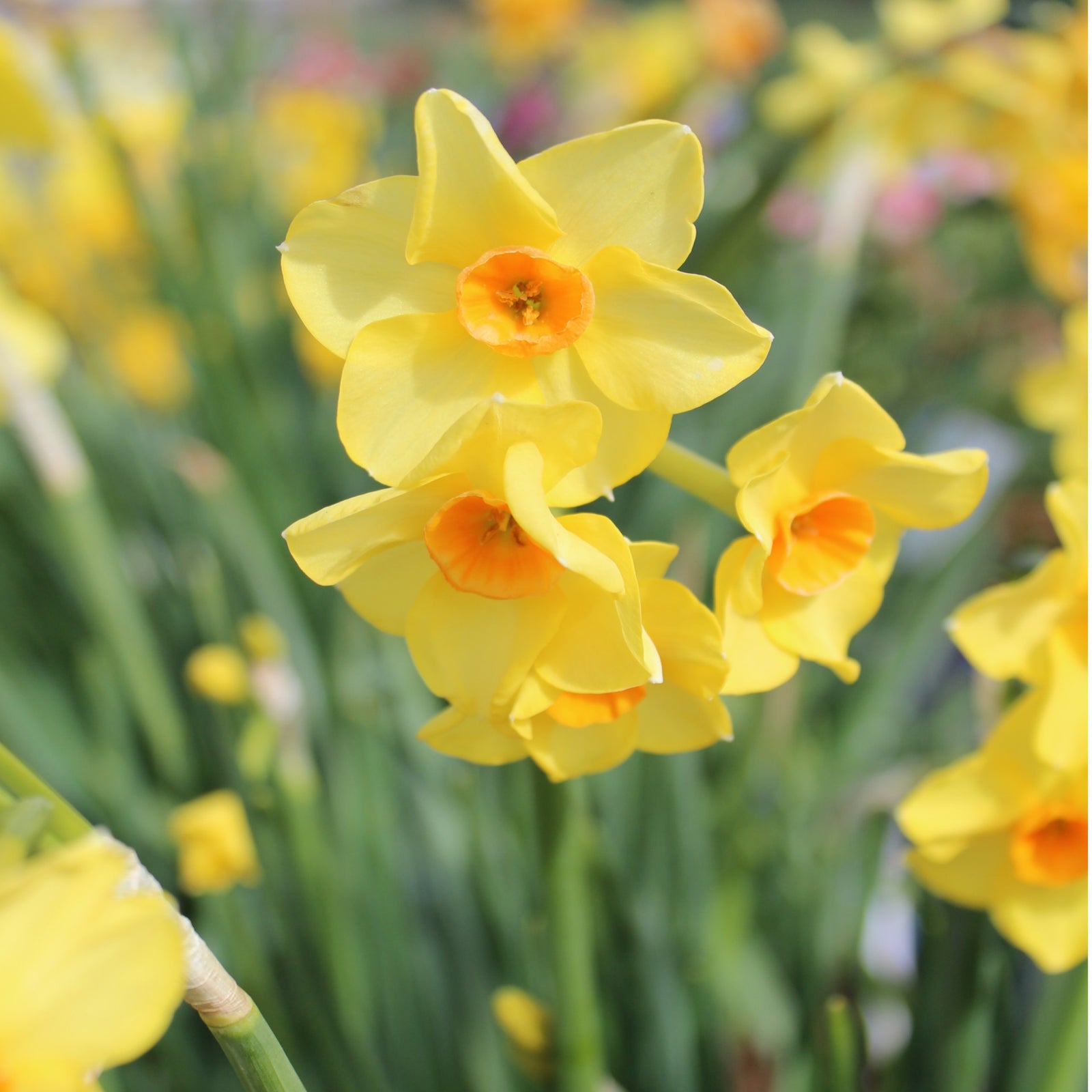 Exclusive Bumper Narcissus Collection - 60 Fantastic Bulbs