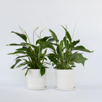 Peace Lilly - 2 Pcs. - Spathiphyllum 'lima' - Height 60-75cm - ⌀17cm | Set of 2 | White