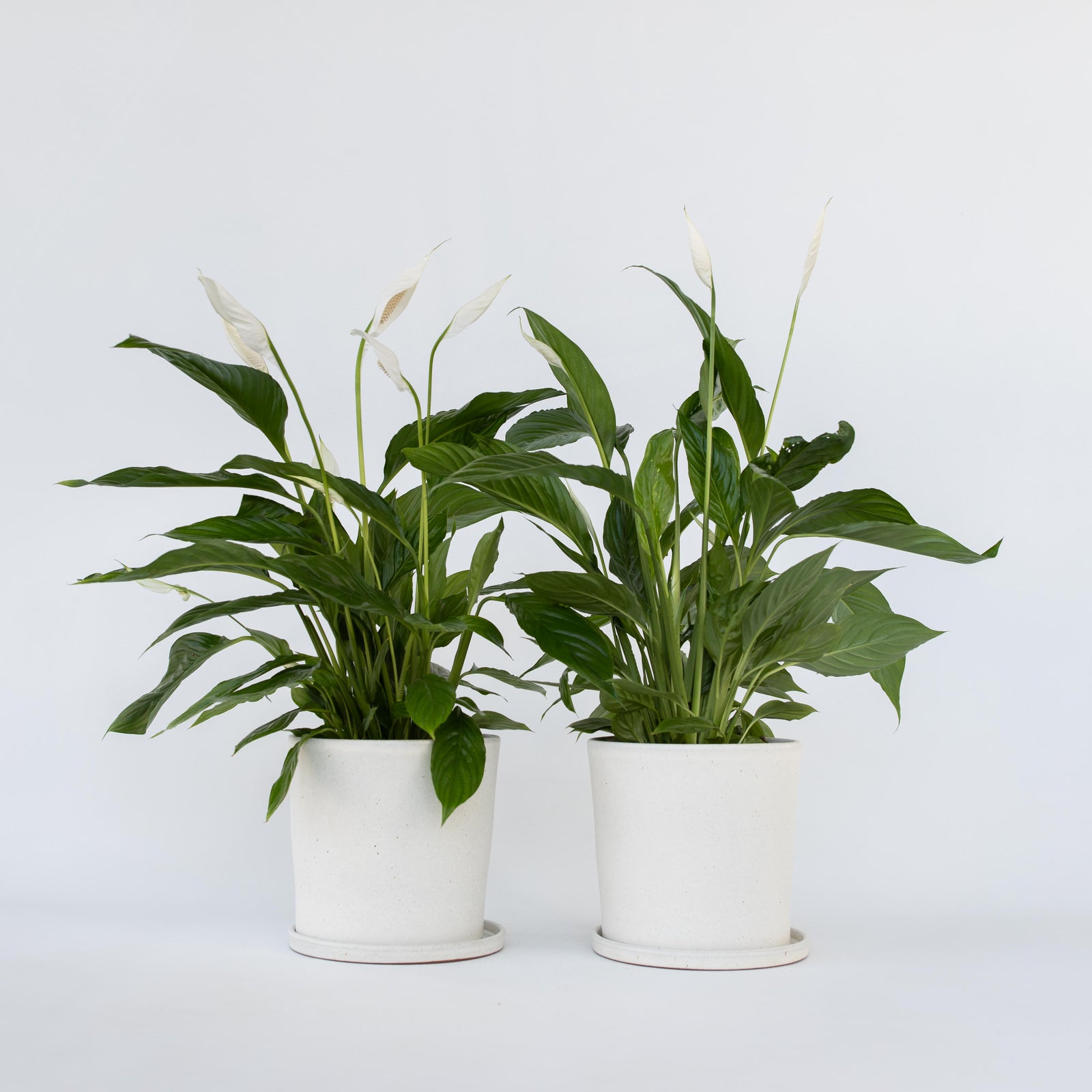 Peace Lilly - 2 Pcs. - Spathiphyllum 'lima' - Height 60-75cm - ⌀17cm | Set of 2 | White
