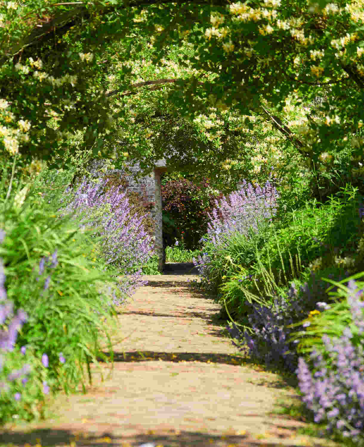 Climb Into A Cloud Of Scent - A Collection Of Fragrant Climbers | Set-of-6 | Multi