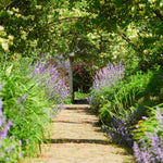 Climb Into A Cloud Of Scent - A Collection Of Fragrant Climbers | Set-of-12 | Multi