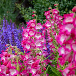 Penstemon Arabesque Orchid 2l Perennial Plant | Set of 1 | Multi