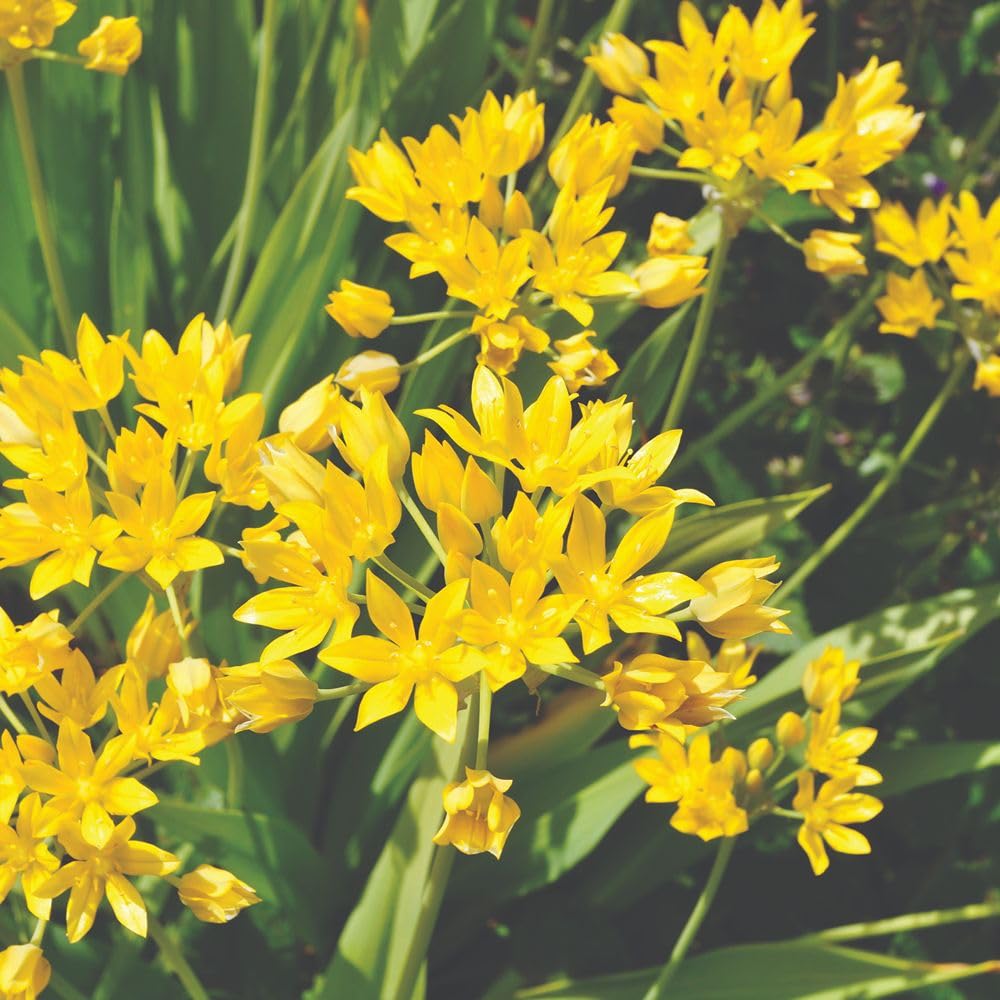 Super Saver Spring Flowering Collection Bulbs | 1000 x Bulbs