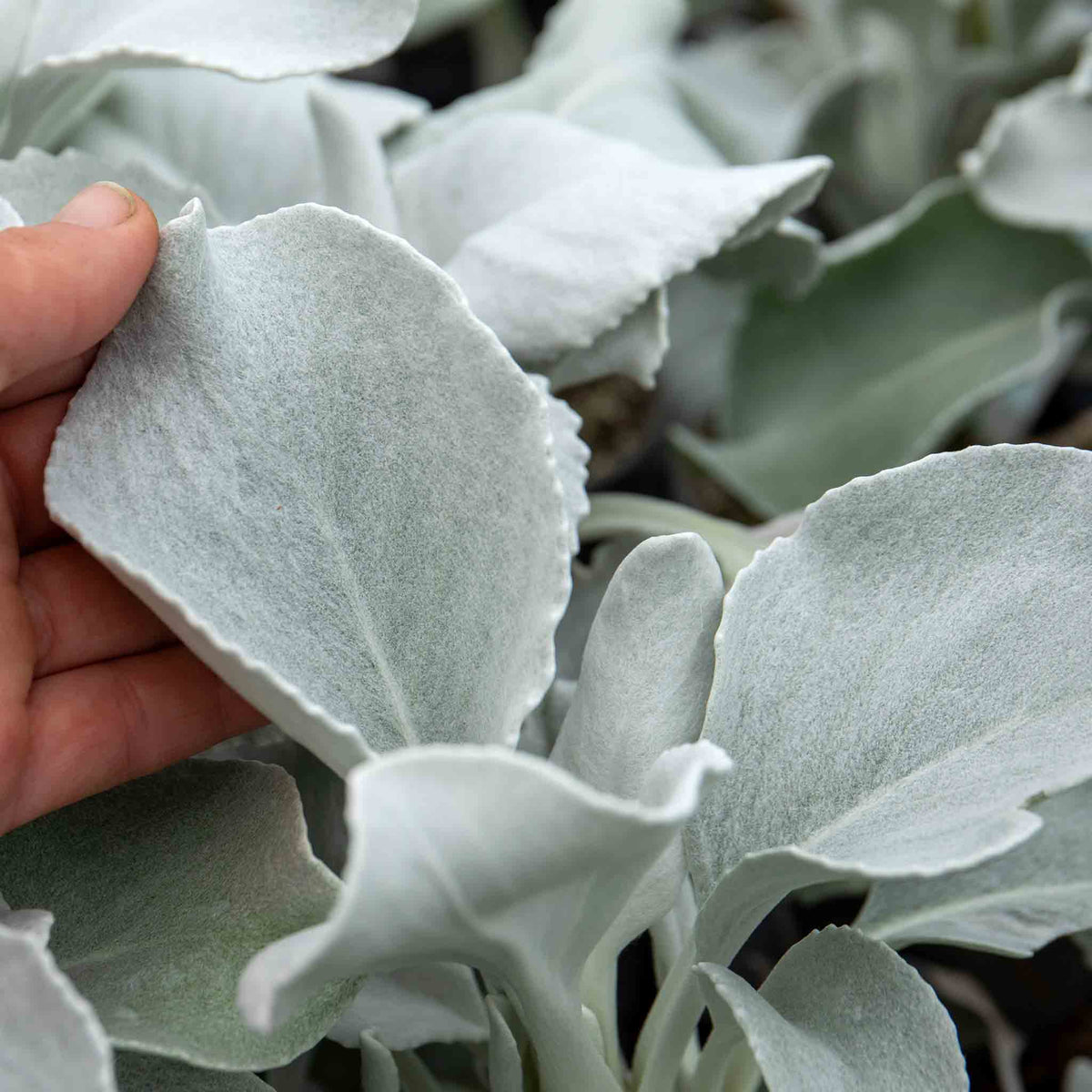 Senecio 'angel Wings' Silver-foliage Perennial 2l | Set of 1 | Yellow