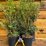 Osmanthus Burkwoodii Evergreen Fragrant Plant Shrub Large In A 3 Litre Pot
