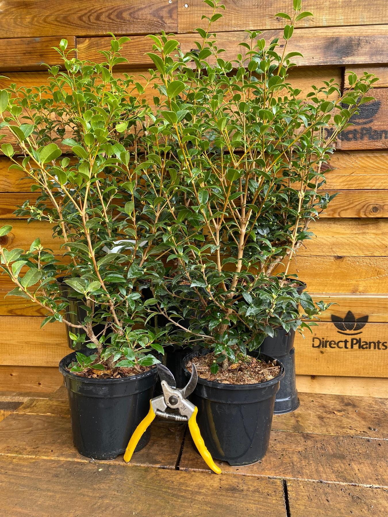 Osmanthus Burkwoodii Evergreen Fragrant Plant Shrub Large In A 3 Litre Pot