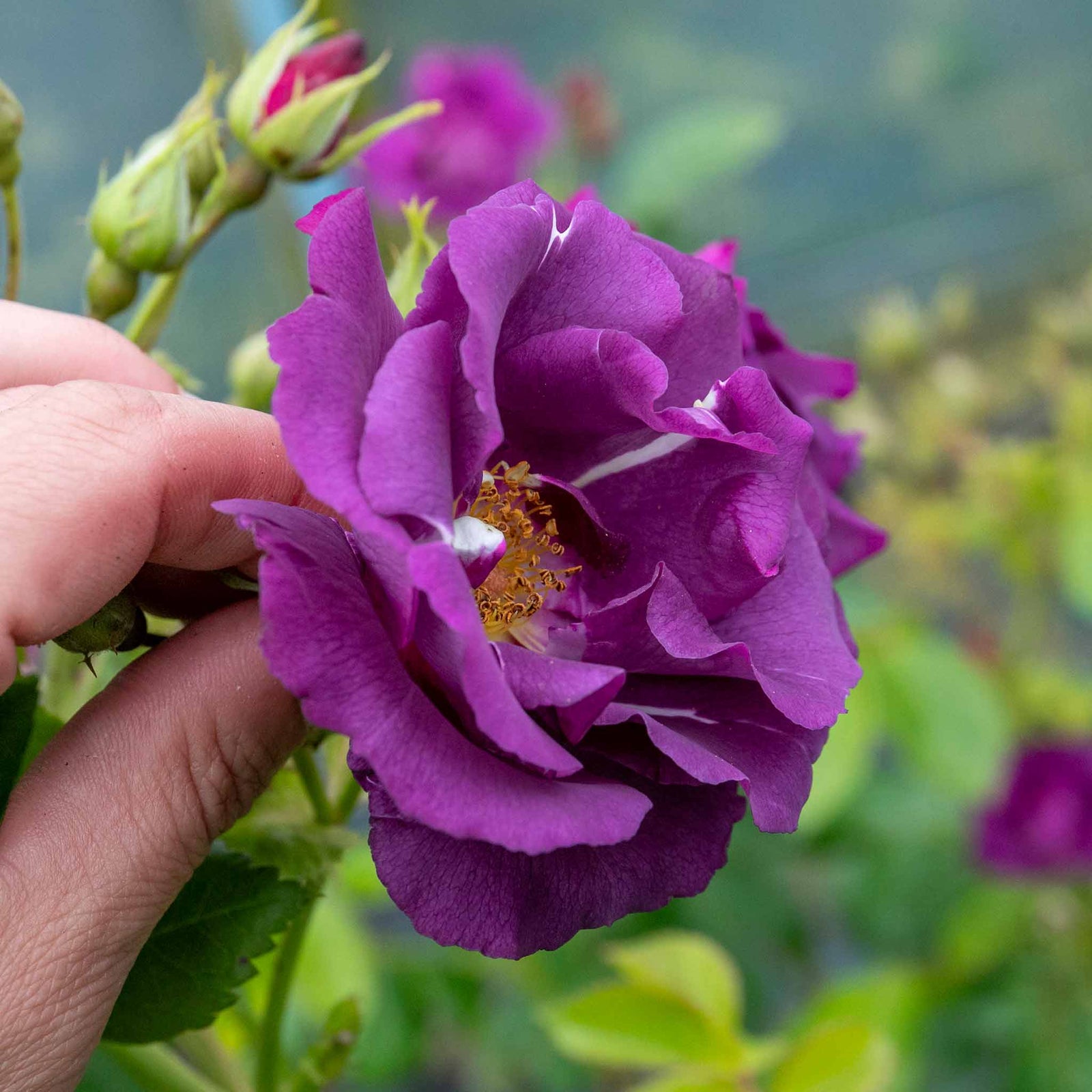 Rose 'rhapsody In Blue' – Purple Shrub Rose (roty 2003) | 1 x Bare Root | Purple
