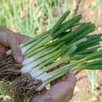 White Lisbon Spring Onion Plugs – Rhs Agm, Quick-cropping | Set of 12 | Green