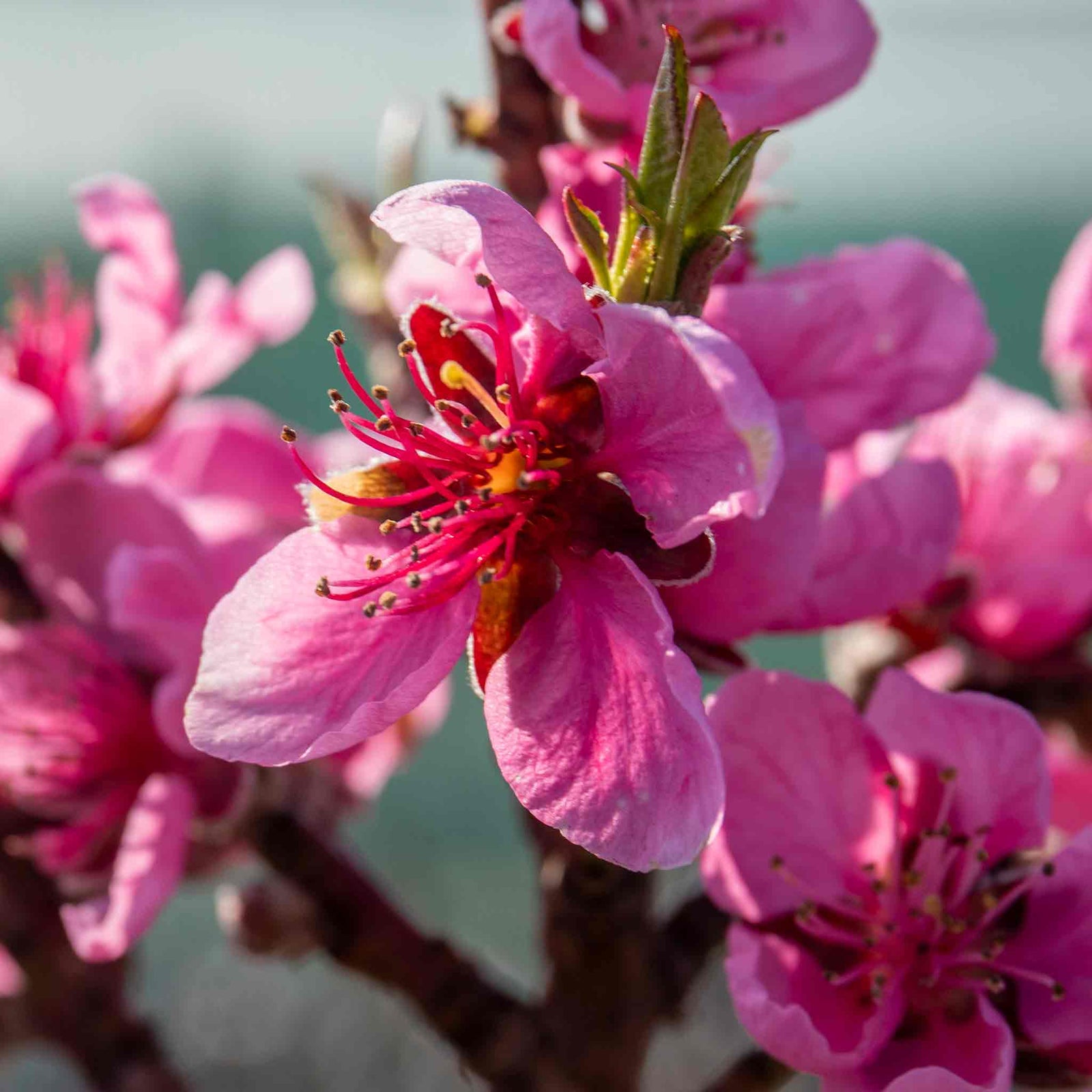 Nectarine 'flavourtop' Patio Mini Stem Tree | 1 x 5L