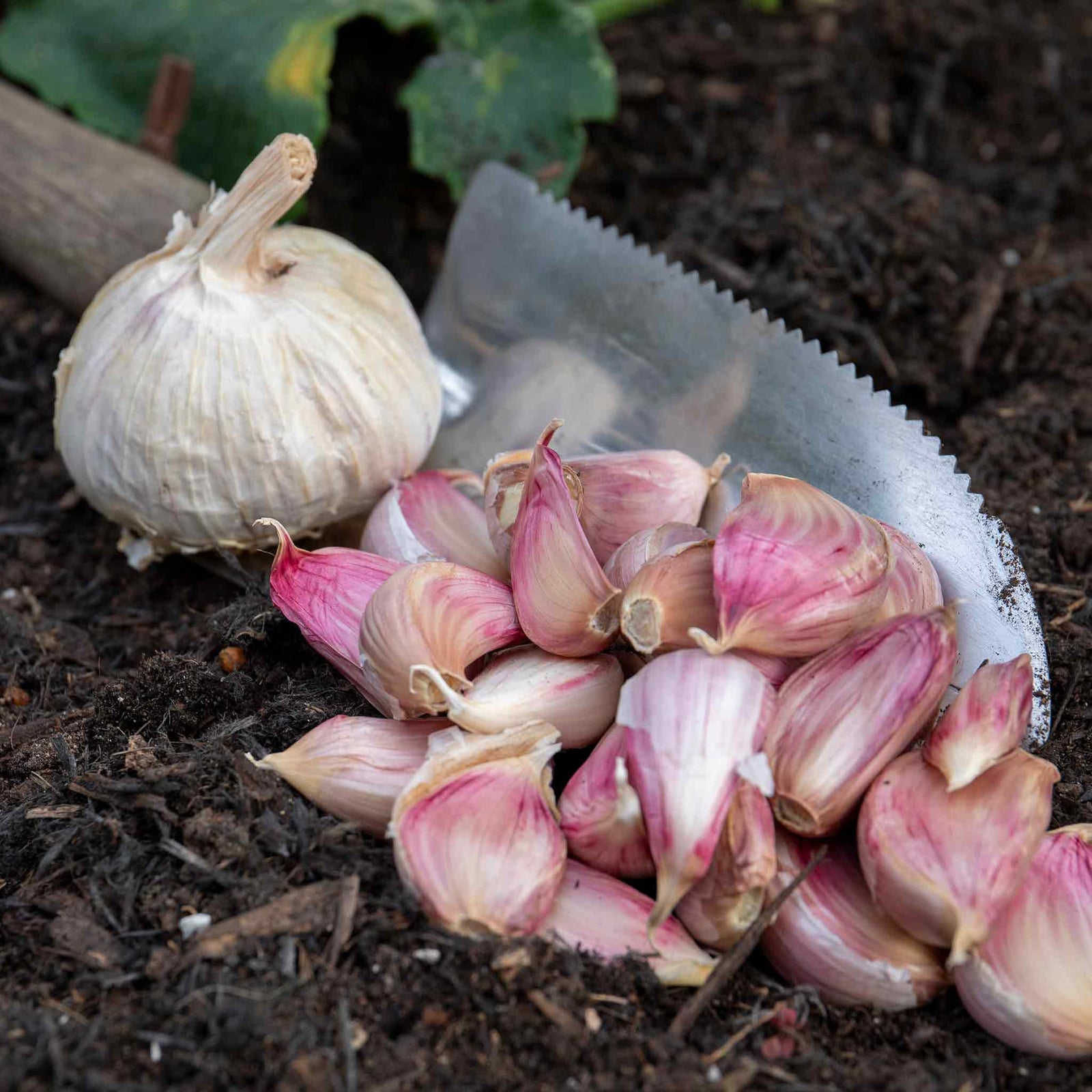 Spring Trio Pack – Onion Crusado, Shallot Golden Gourmet & Garlic Picardy Wight | Set of 60