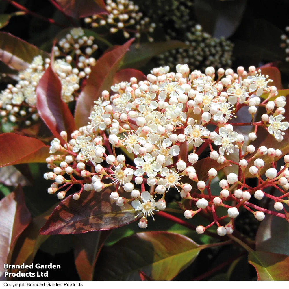 Photinia Standard Red Robin 3 Litre Pot | Set of 1