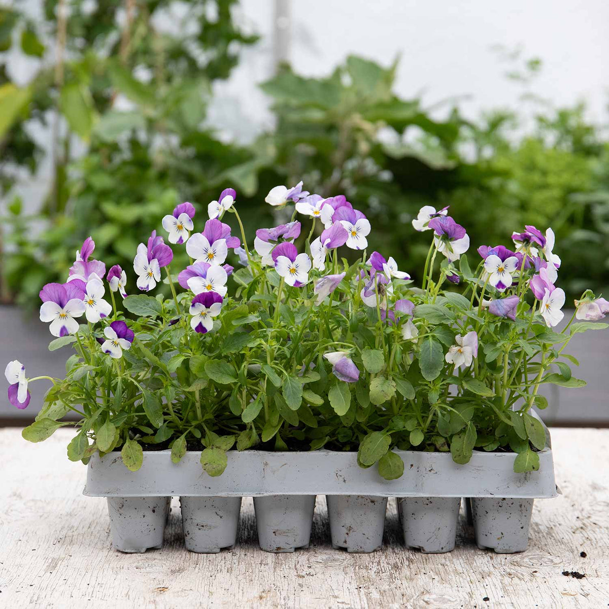 Marshalls Garden Viola 'sorbet Pink Wings' - Garden Ready Plugs