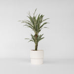 Dragon Tree - Dracaena Deremensis 'white Stripe' - Height 60-70cm - ⌀17cm | Set of 1 | Green