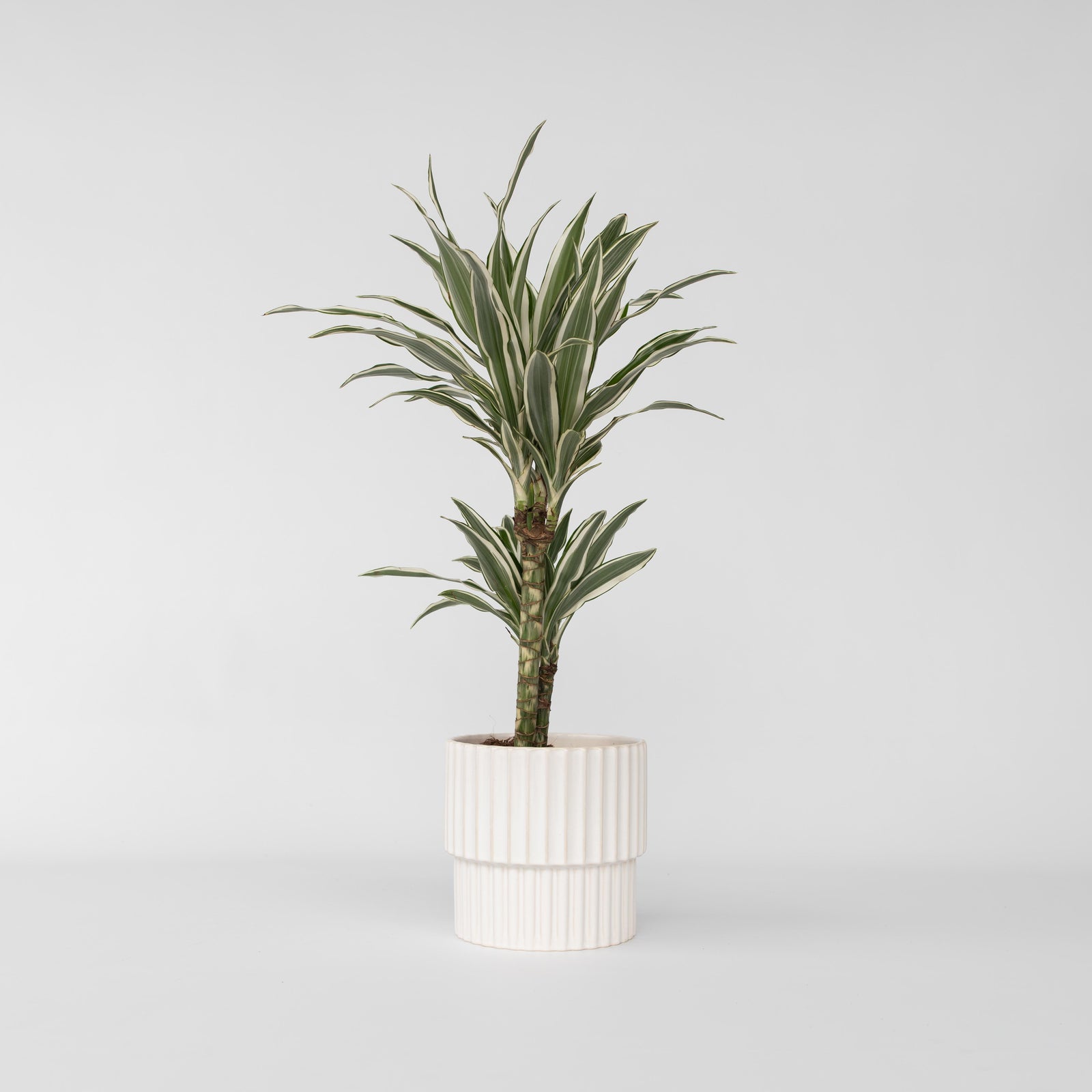 Dragon Tree - Dracaena Deremensis 'white Stripe' - Height 60-70cm - ⌀17cm | Set of 1 | Green