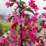 Malus 'liset' Dwarf Patio Crab Apple Tree | 1 x 5L | Rose Pink