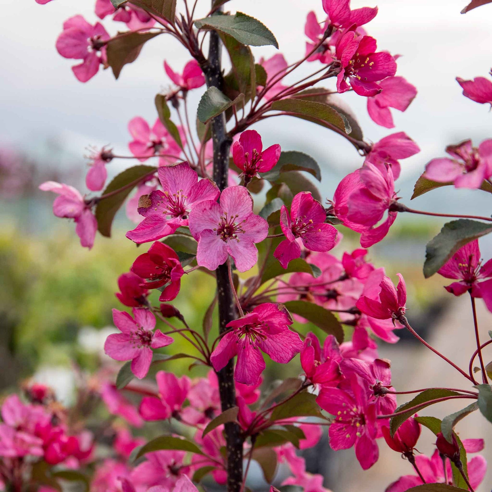 Malus 'liset' Dwarf Patio Crab Apple Tree | 1 x 5L | Rose Pink
