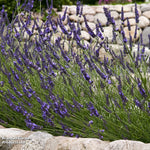 Lavender English Plants | Set-of-5