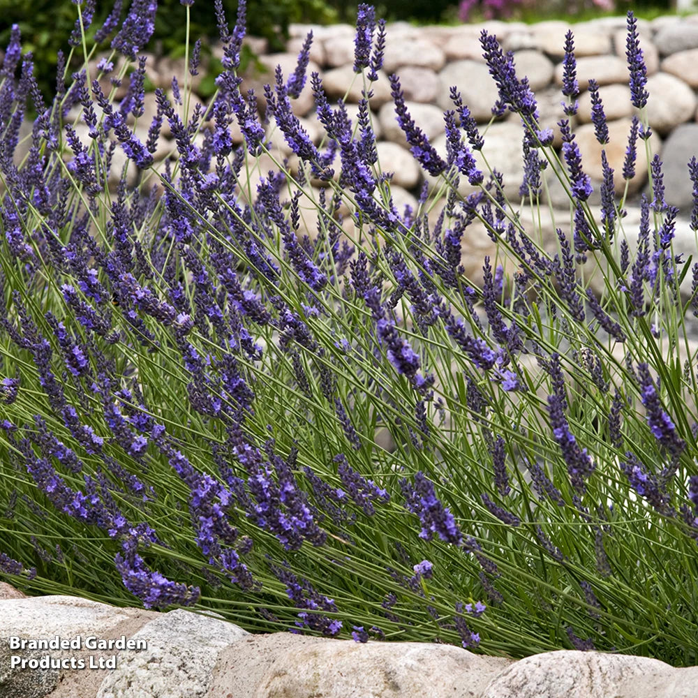 Lavender English Plants | Set of 20