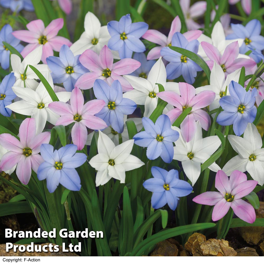 Thompson & Morgan Bulb Spring Flowering Collection 100 Bulbs