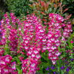 Penstemon Arabesque Orchid 2l Perennial Plant | Set of 1 | Multi