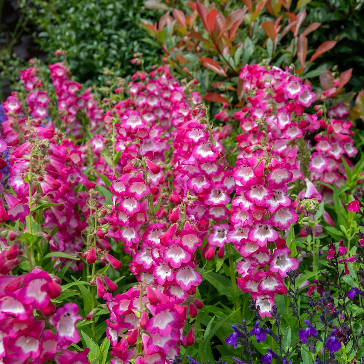 Penstemon Arabesque Orchid 2l Perennial Plant | Set of 1 | Multi