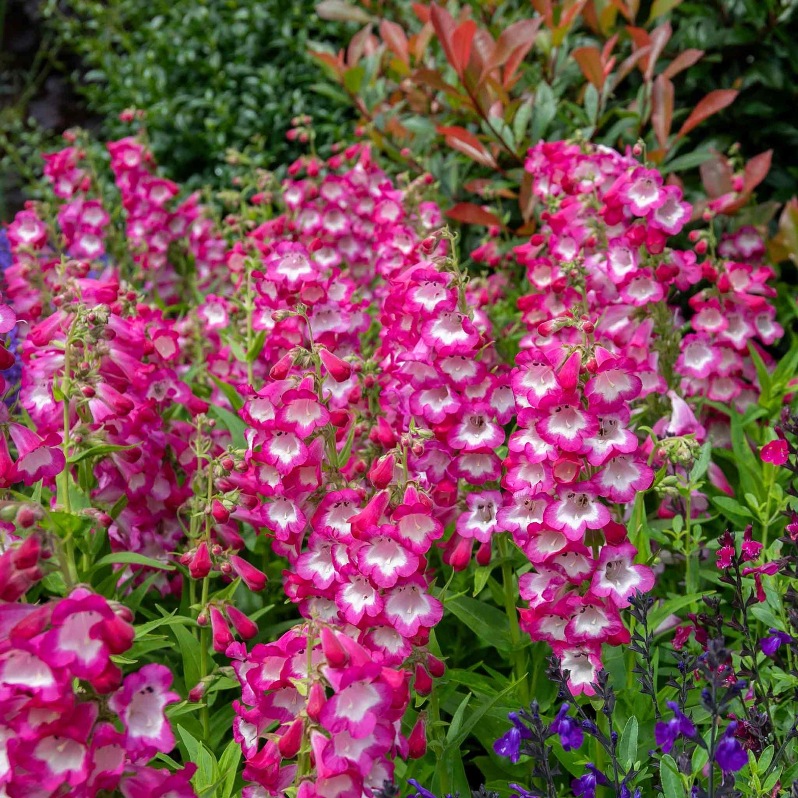Penstemon Arabesque Orchid 2l Perennial Plant | Set-of-1 | Multi