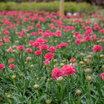 Armeria 'dreameria Dreamland' Pink Perennial 35cm | 1 x 9cm | Pink