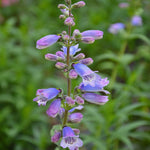 Penstemon Stapleford Gem - 9cm Pots | 1 x 9cm | Pink