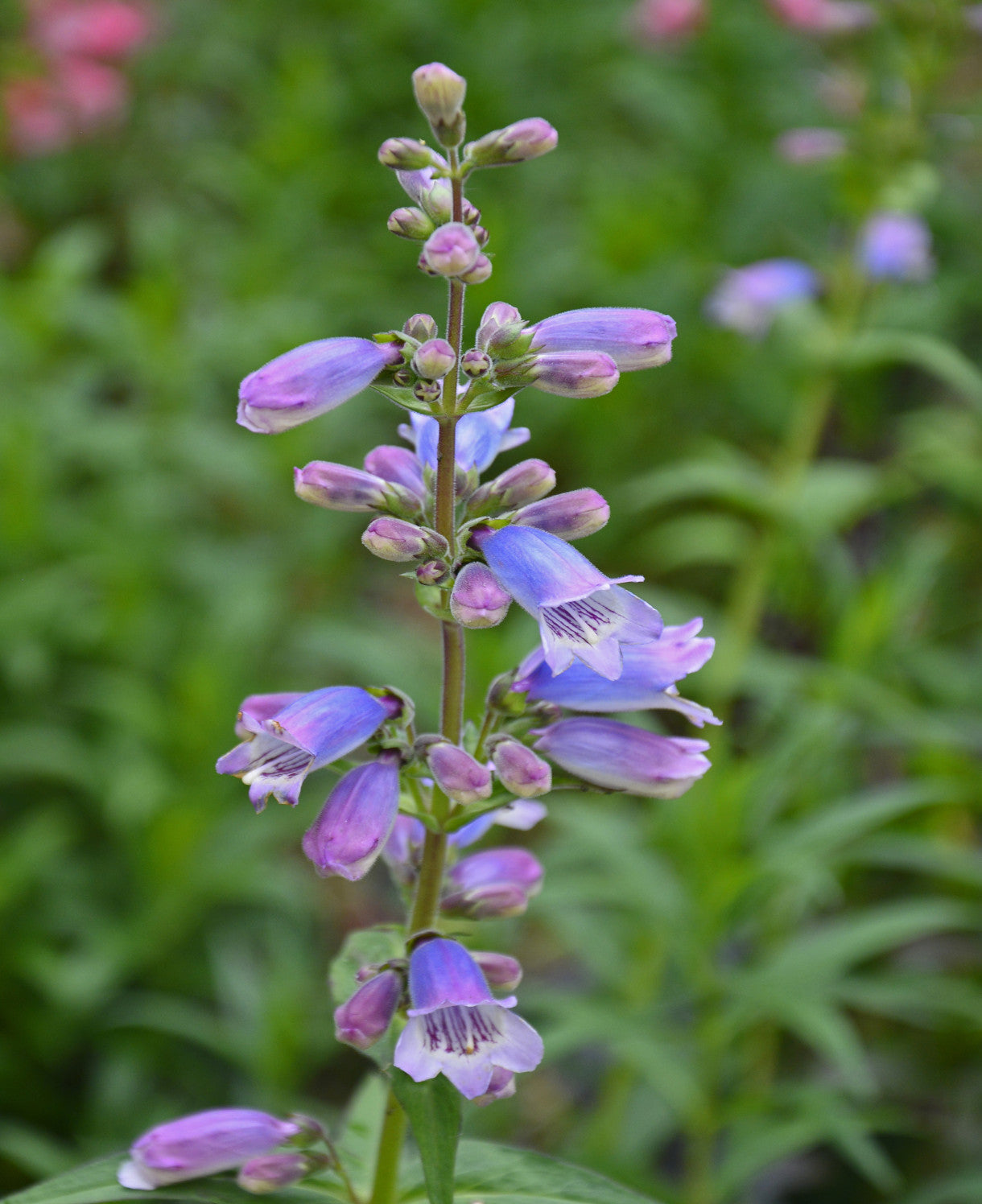 Penstemon Stapleford Gem - 9cm Pots | 1 x 9cm | Pink