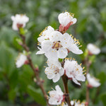 Apricot Tree 'tros Orange' Dwarf Patio | 1 x 5L | Orange