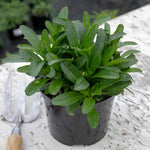 Leucanthemum 'real Snowball' Plant - 50cm Hardy Perennial | 3 x 9cm | White