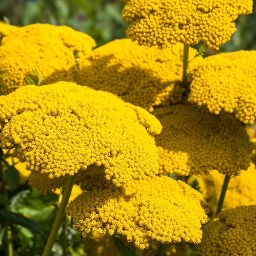 Achillea Cloth Of Gold - Stunning Late Flowering Perennial, A Magnet For Pollinators - 1 X 1L pot 