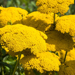 Achillea Cloth Of Gold - Stunning Late Flowering Perennial, A Magnet For Pollinators - 3 X 1lpots