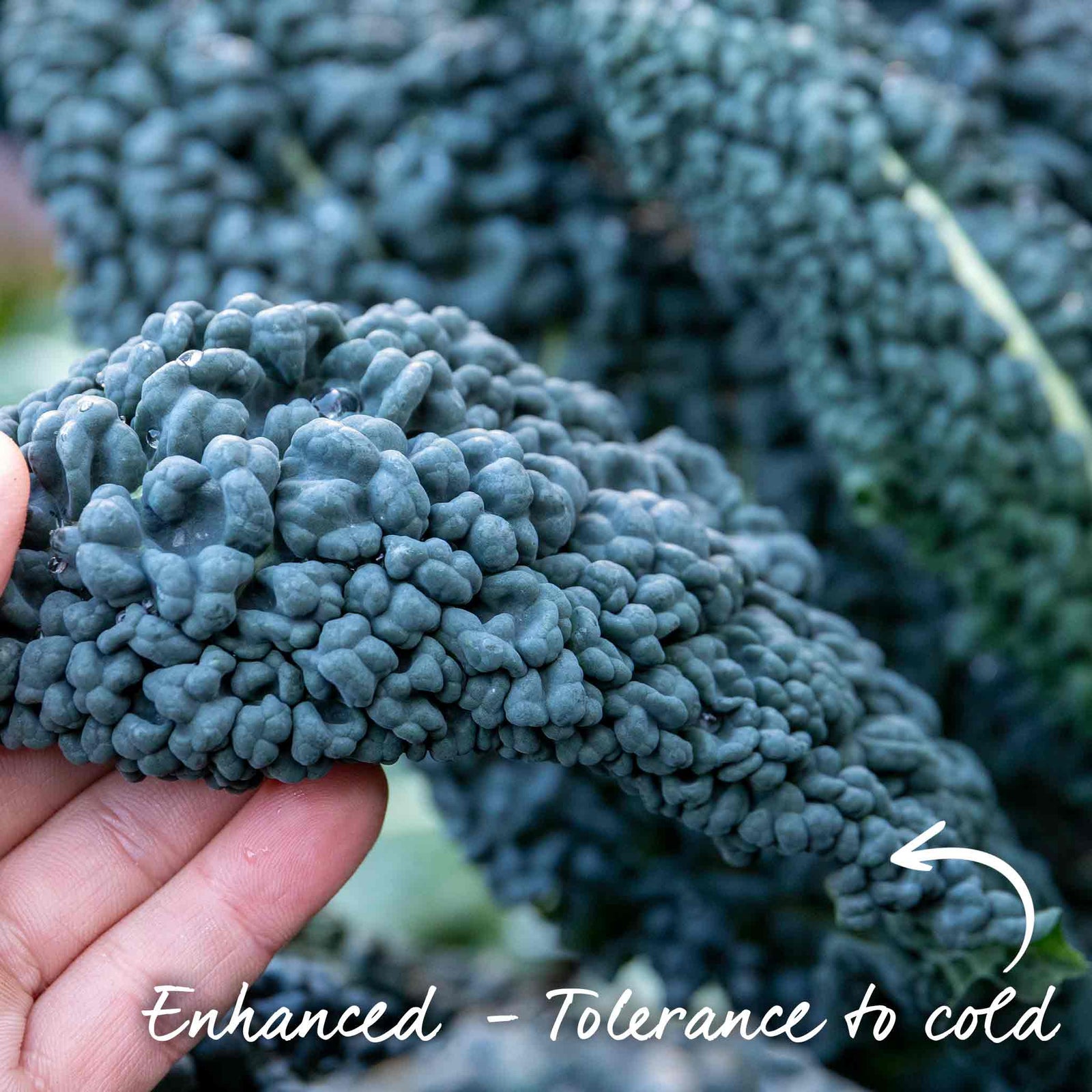 Kale Plant Cavolo Nero 'black Magic' For Uk Gardens | 16 x Pro Grower Plugs | Green