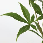 Japanese Maple - Acer Palmatum 'Ukigumo' - Height 50-60cm - ⌀19cm | Set of 2 | Green