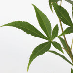 Japanese Maple - Acer Palmatum 'Ukigumo' - Height 50-60cm - ⌀19cm | Set-of-2 | Green