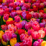 Thompson & Morgan Tulip Giant Collection 40 Bulbs