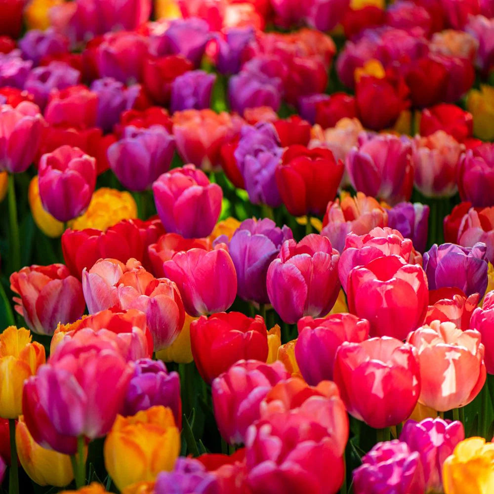 Thompson & Morgan Tulip Giant Collection 40 Bulbs