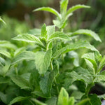 Mint 'spearmint' | 3 x 7cm Plants