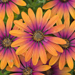 Osteospermum 'flower Power Purple Sun' Compact Multicoloured African Daisy Plug Plants | 12 x Plug Plants | Multi