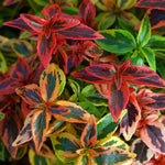 Abelia 'kaleidoscope' Compact Variegated Shrub | 1 x 9cm | Red
