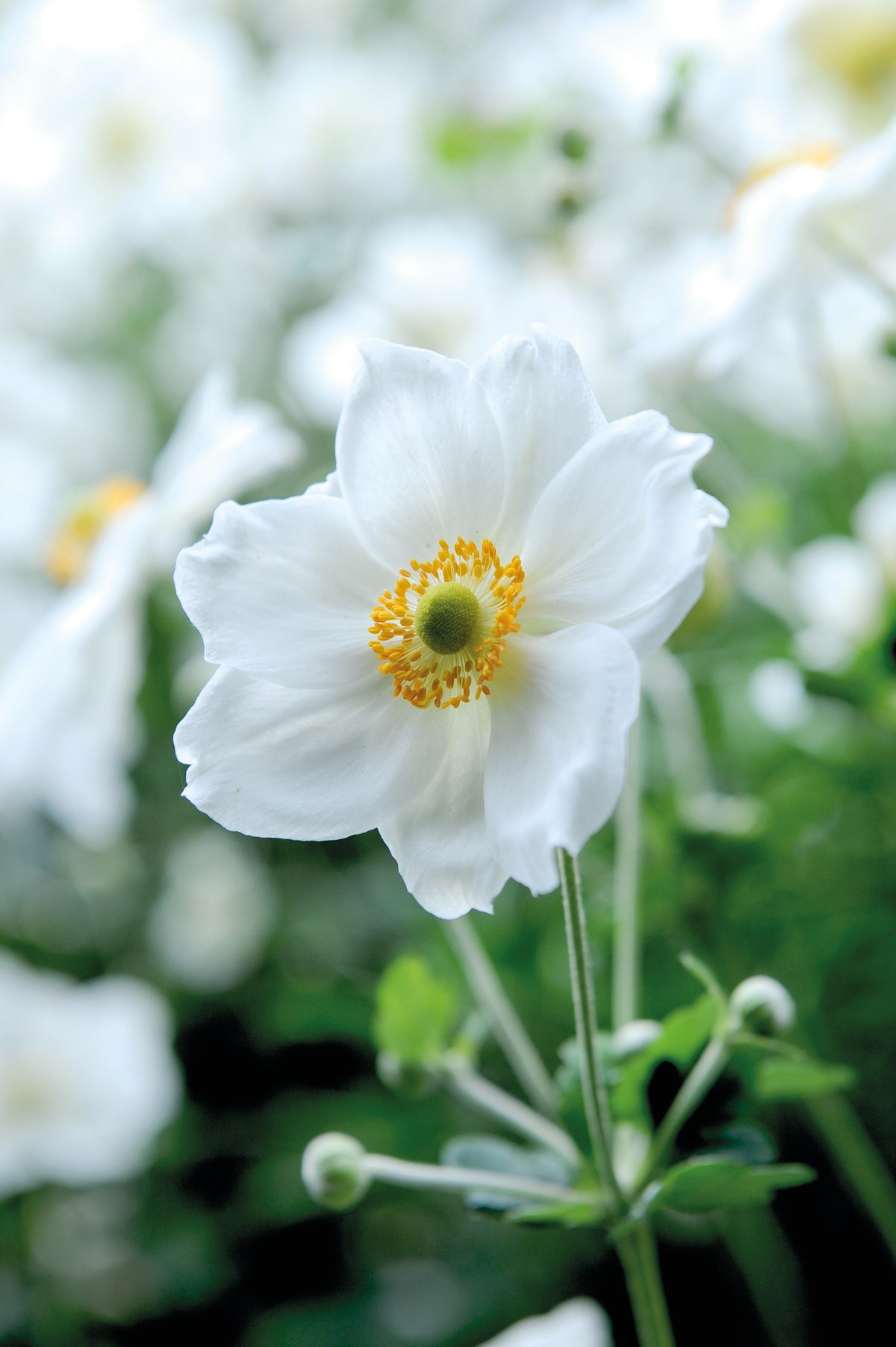 Japanese Anemone Trio | Set of 3