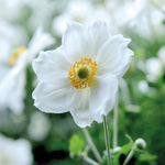 Japanese Anemone Trio | Set of 9